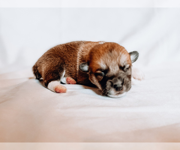 Medium Photo #86 Pembroke Welsh Corgi Puppy For Sale in SOULSBYVILLE, CA, USA