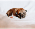 Small Photo #86 Pembroke Welsh Corgi Puppy For Sale in SOULSBYVILLE, CA, USA