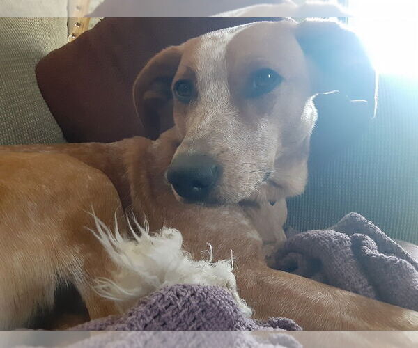 Medium Photo #3 Coonhound-Unknown Mix Puppy For Sale in Parker Ford, PA, USA