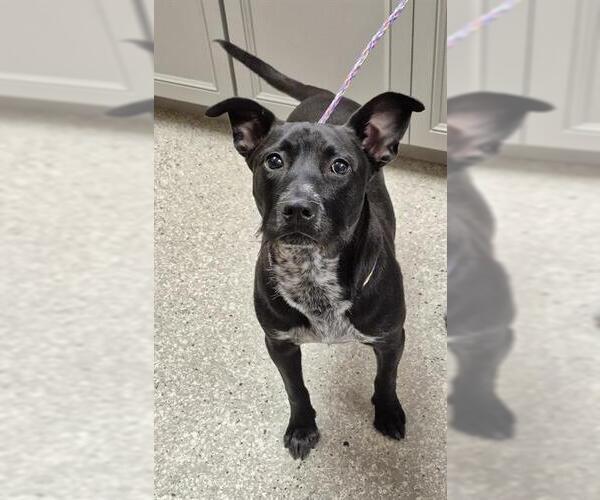 Medium Photo #1 Mutt Puppy For Sale in Lodi, CA, USA