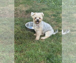 Medium Maltese Mix