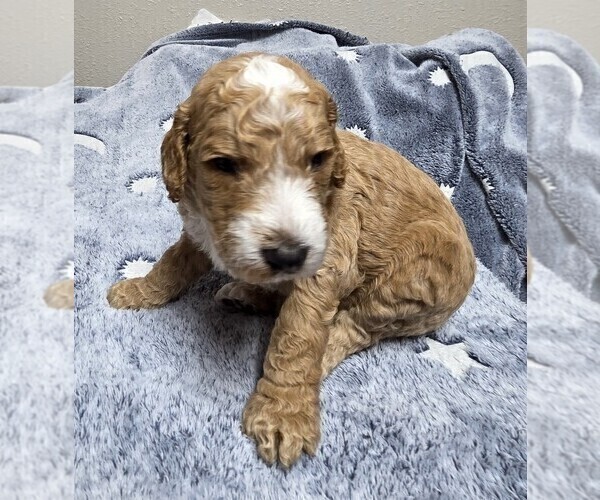 Medium Photo #5 Goldendoodle Puppy For Sale in COLLINSVILLE, IL, USA