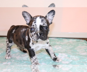 Faux Frenchbo Bulldog Puppy for sale in SHILOH, OH, USA