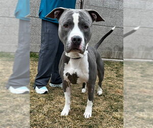 Mutt Dogs for adoption in Ogden, UT, USA