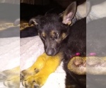 Small Photo #13 German Shepherd Dog Puppy For Sale in FRANKLIN, GA, USA