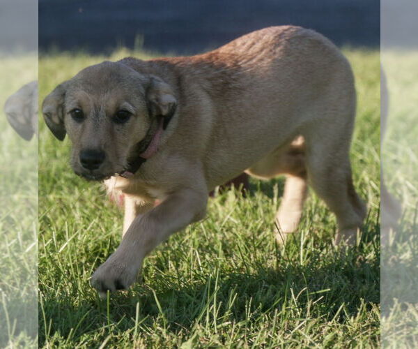 Medium Photo #7 Mutt Puppy For Sale in Brooklyn Center, MN, USA
