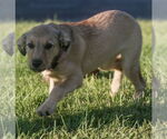 Small #6 Mutt