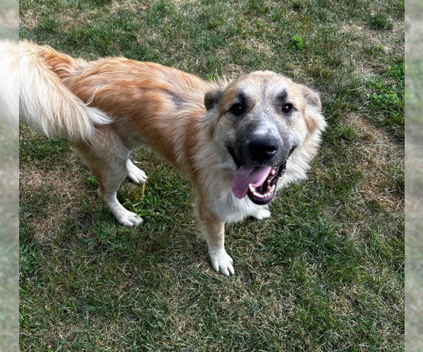 Medium Photo #1 Mutt Puppy For Sale in Brooklyn Center, MN, USA