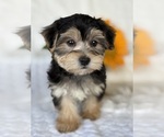Small #3 Morkie