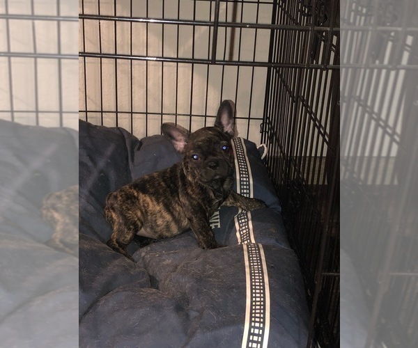 Medium Photo #4 French Bulldog Puppy For Sale in FREDERICKSBURG, TX, USA