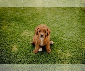 Goldendoodle (Miniature) Puppy for sale in PATTERSON, CA, USA
