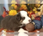 Puppy Layla Miniature Australian Shepherd