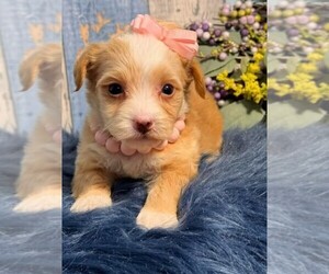 Yorkipoo Litter for sale in MIRAMAR, FL, USA