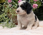 Small #3 Miniature Bernedoodle