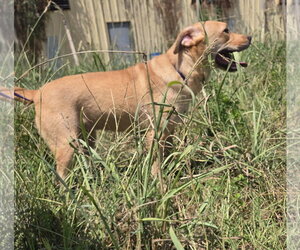 China - Female Labrador Retriever-Unknown Mix Dog for Adoption - Photo #7