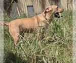 Small #6 Labrador Retriever Mix