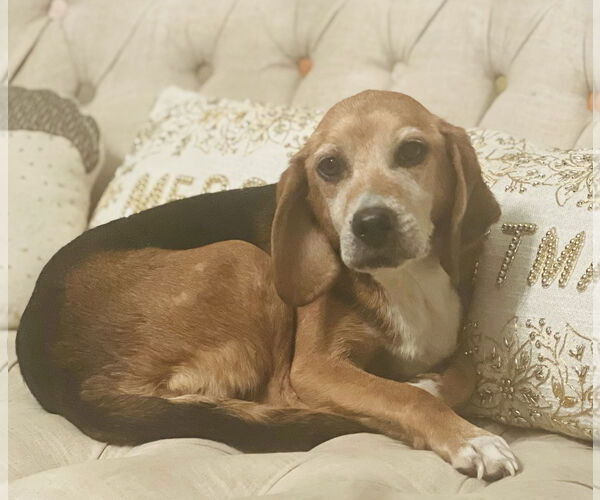 Medium Photo #3 Beagle-Unknown Mix Puppy For Sale in Germantown, OH, USA