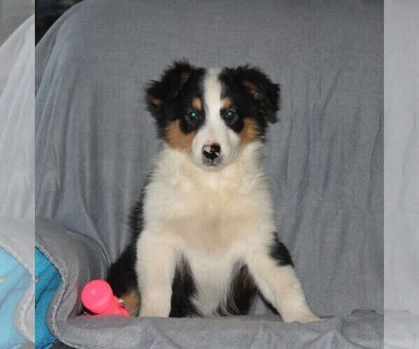 Medium Photo #1 Australian Shepherd Puppy For Sale in HOLTWOOD, PA, USA