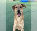 Small #2 Labrador Retriever