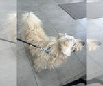 Small #1 Lhasa Apso Mix