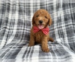 Small Goldendoodle (Miniature)