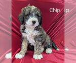Small Photo #13 Bernedoodle Puppy For Sale in CANON CITY, CO, USA