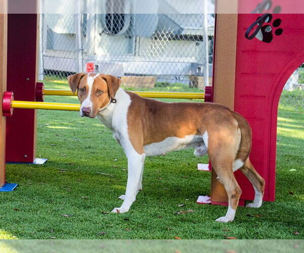 Medium Photo #1 Mutt Puppy For Sale in Sanford, FL, USA