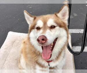 Siberian Husky Dogs for adoption in Martinez, CA, USA