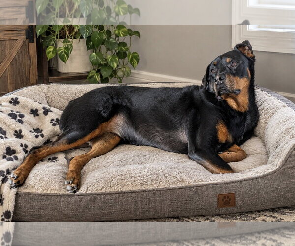 Medium Photo #2 Rottweiler Puppy For Sale in Omaha, NE, USA