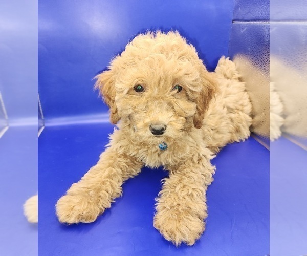 Medium Photo #2 Poodle (Miniature) Puppy For Sale in BLUE MOUND, TX, USA