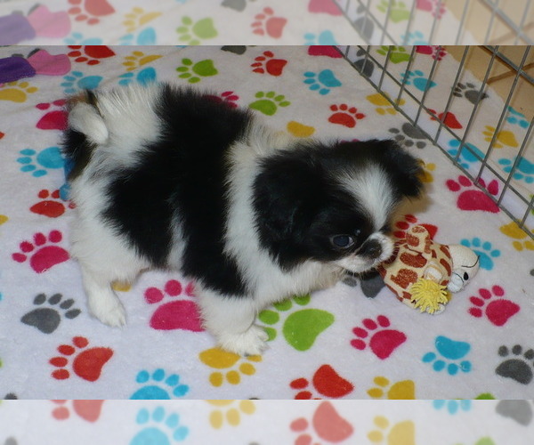 Medium Photo #3 Japanese Chin Puppy For Sale in ORO VALLEY, AZ, USA