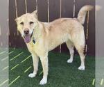 Small #2 Labrador Retriever Mix