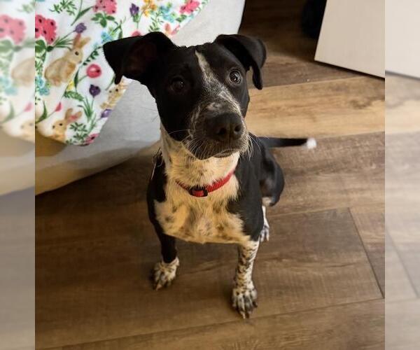 Medium Photo #7 Pointer-Unknown Mix Puppy For Sale in San Diego, CA, USA