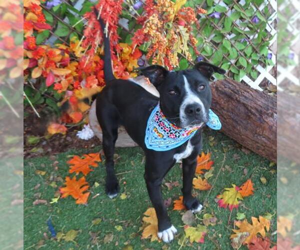 Medium Photo #1 American Pit Bull Terrier-Unknown Mix Puppy For Sale in Oklahoma City, OK, USA