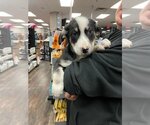 Small Photo #1 Saint Bernard-Unknown Mix Puppy For Sale in Calgary, Alberta, Canada