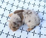 Small Photo #71 Miniature Australian Shepherd Puppy For Sale in DAWSON, GA, USA