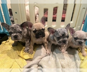 French Bulldog Litter for sale in SAN JUAN BAUTISTA, CA, USA