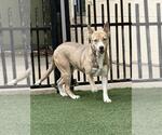 Small #9 Siberian Husky Mix