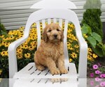 Small Photo #18 Goldendoodle Puppy For Sale in SEBRING, OH, USA