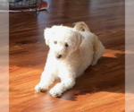 Small Photo #2 Maltese Puppy For Sale in Brooklyn Center, MN, USA