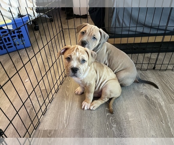 Medium Photo #3 American Bully Puppy For Sale in FEDERAL WAY, WA, USA