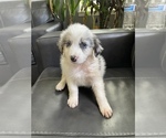 Small Photo #1 Australian Shepherd Puppy For Sale in GILBERT, AZ, USA