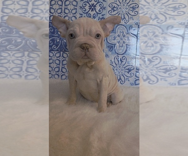 Medium Photo #1 French Bulldog Puppy For Sale in INDIANAPOLIS, IN, USA