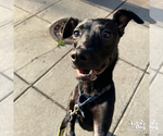 Small #4 Labrador Retriever Mix
