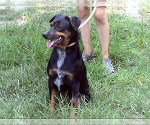 Rhea - Female Mutt Dog for Adoption - Photo #2