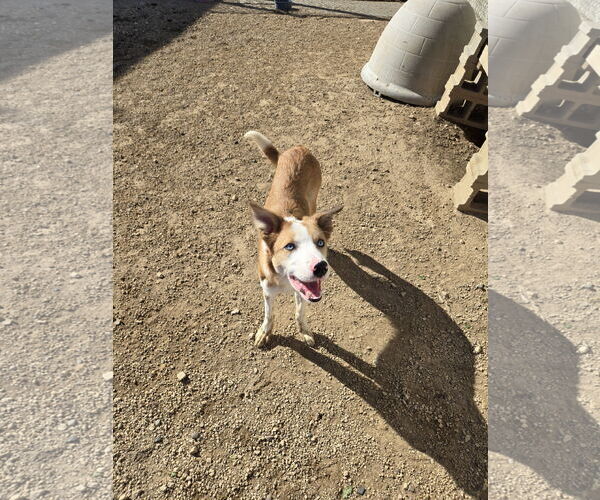 Medium Photo #1 Mutt Puppy For Sale in Maquoketa, IA, USA