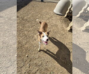 Mutt Dogs for adoption in Maquoketa, IA, USA