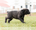 Small Photo #6 Cane Corso Puppy For Sale in MENTONE, IN, USA