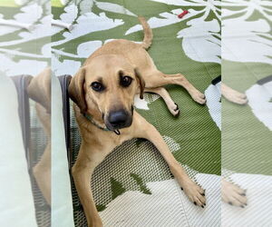 Medium Labrador Retriever Mix