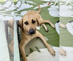 Small Labrador Retriever Mix